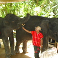 20090417 Half Day Safari - Elephant  27 of 42 